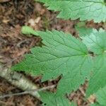 Actaea rubra पत्ता