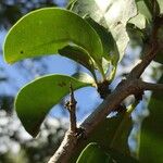 Ximenia caffra Ravina