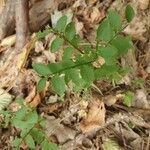 Vaccinium myrtillusFuelha