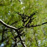 Phellodendron amurense Leaf