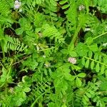 Astragalus pelecinus Blatt