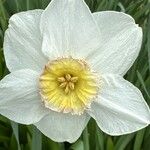 Narcissus × medioluteus പുഷ്പം