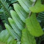 Nephrolepis cordifolia Blatt