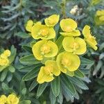 Euphorbia dendroides 花