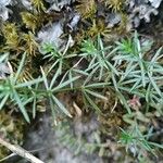 Galium lucidum List