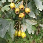 Crataegus monogynaLapas