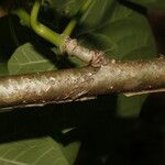 Jatropha curcas Cortiza