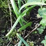 Allium tuberosum Blatt