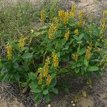 Crotalaria mitchellii Облик