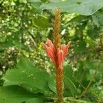 Aphelandra scabra Flor