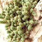 Sedum hirsutum Leaf