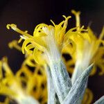 Tetradymia canescens Çiçek