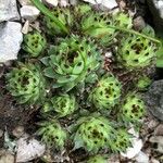 Sempervivum calcareum Лист