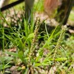 Plantago virginica Flower