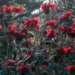 Rhododendron beanianum Habit