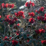 Rhododendron beanianum موطن