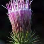 Cirsium andersonii Flor