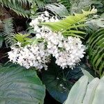 Begonia minor Blüte