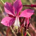 Oenothera lindheimeri Çiçek