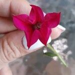 Quamoclit coccinea Fula