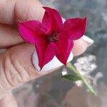 Ipomoea coccinea 花