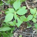 Euphorbia davidii Liść