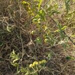 Solanum dimidiatum Fruit