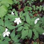 Anemone trifolia Leaf