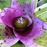 Neoregelia concentrica ফুল