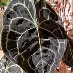 Anthurium clarinervium Leaf