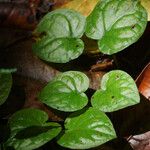 Geophila repens Leaf