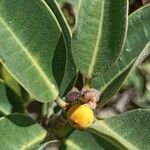 Ficus menabeensis Fruit
