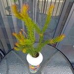 Picea abiesFloare