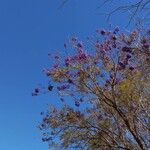 Jacaranda mimosifolia 花