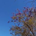 Jacaranda mimosifolia Žiedas