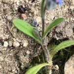 Myosotis ramosissima Feuille