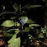 Psychotria pilosa Fruit