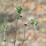 Arenaria serpyllifolia ᱥᱟᱠᱟᱢ