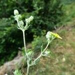 Potentilla argentea Кора