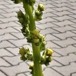 Verbascum nigrum Blüte