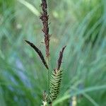 Carex elata Plante entière