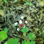 Actaea pachypoda Tunda
