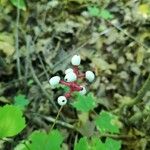 Actaea pachypoda Плід