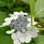 Hydrangea macrophyllaKukka