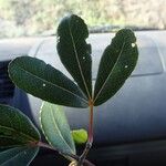 Cunonia vieillardii Hoja