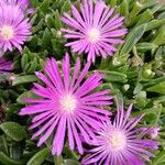 Delosperma sutherlandii (Hook.f.) N.E.Br.Flower