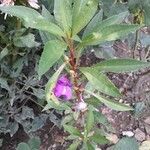 Balsaminaceae