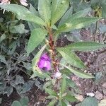 Impatiens balsamina Flower