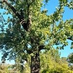 Populus nigra Habitat