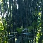 Phyllostachys reticulata Rinde